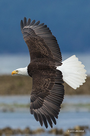 BE06171 Bald Eagle