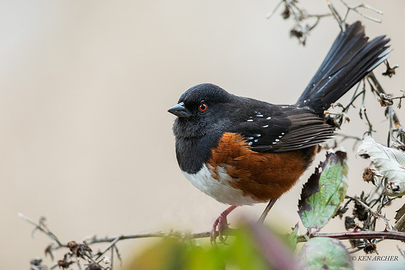 SPTH00255 - Rufous-sided Towhee