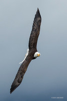 BE06339 - Bald Eagle