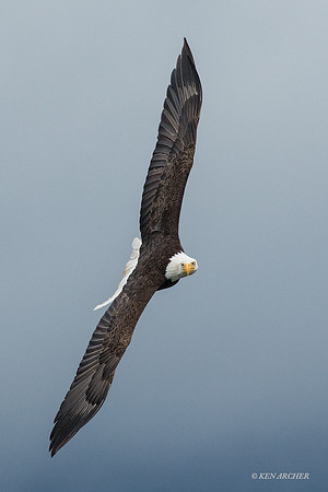 BE06339 - Bald Eagle