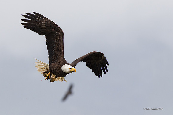 BE11513 - Bald Eagle