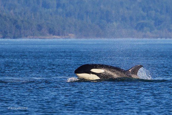 ORCA00698 -Orca Whale
