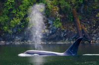 ORCA01065  - Orca Whale