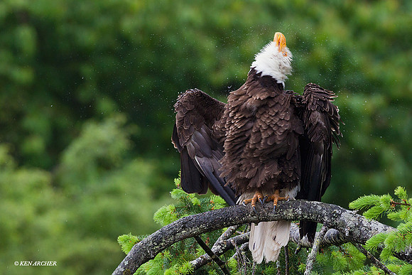 BE04020 Bald Eagle