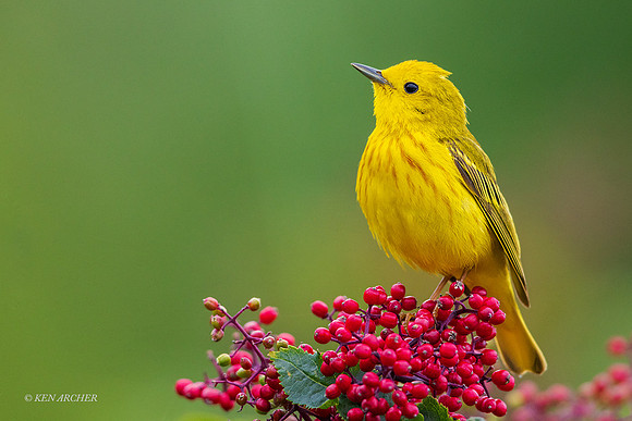 YWWR00426 - Yellow Warbler