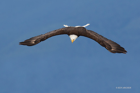 BE09409 - Bald Eagle