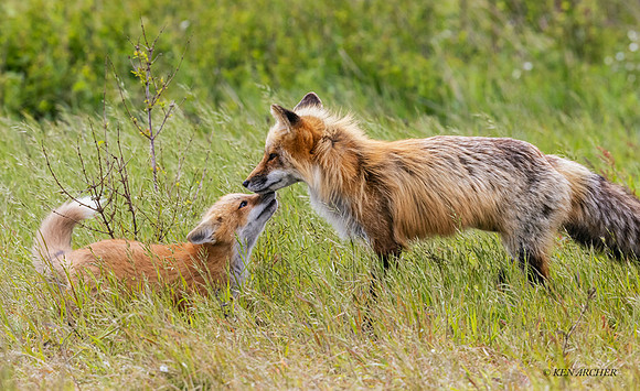 RF01000 - Red Fox