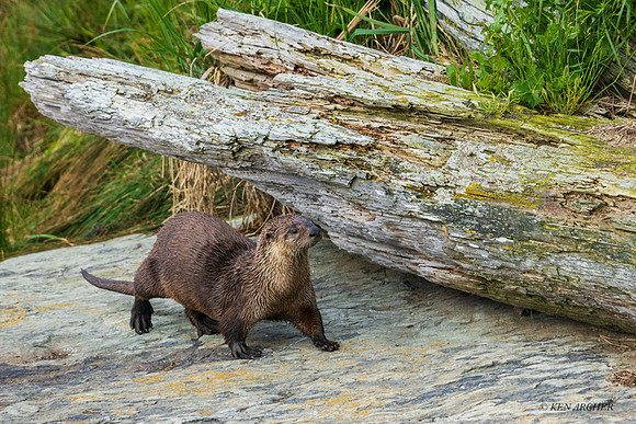RO01055 - River Otter