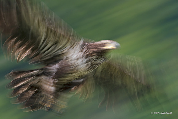 BDMN00157 - Bald Eagle Motion Blur