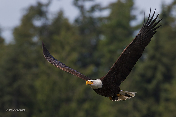 BE08768 - Bald Eagle