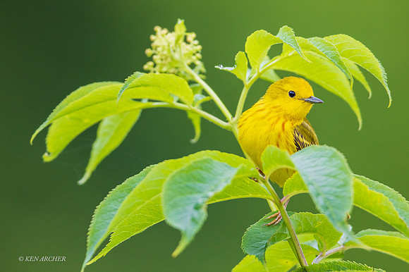 YWWR00446 - Yellow Warbler
