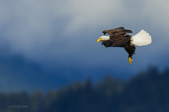 BE19292 - Bald Eagle