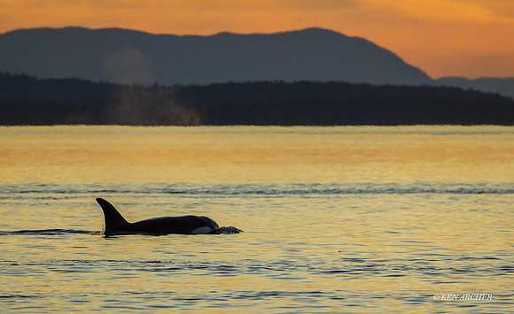 ORCA00390 - Orca Whale