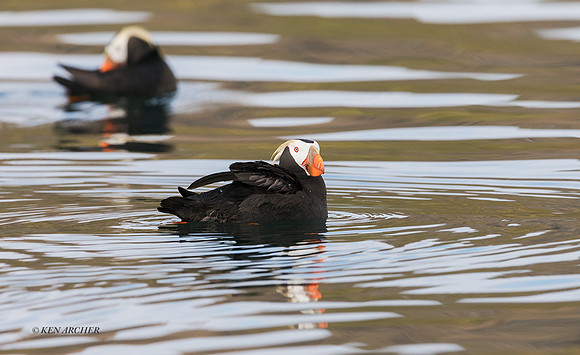 TDPN00062 - Tufted Puffin
