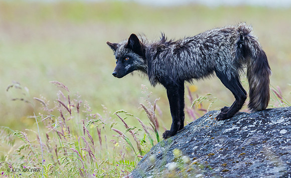 RF01744 - Red Fox