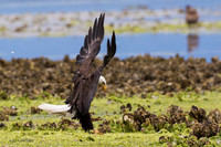 BE10102 - Bald Eagle