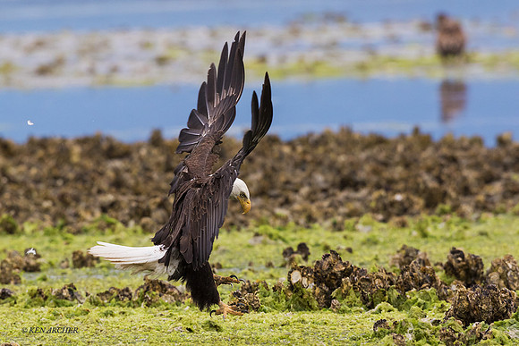 BE10102 - Bald Eagle
