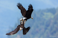 BE15921 - Bald Eagle