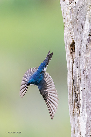 TESW00867 - Tree Swallow