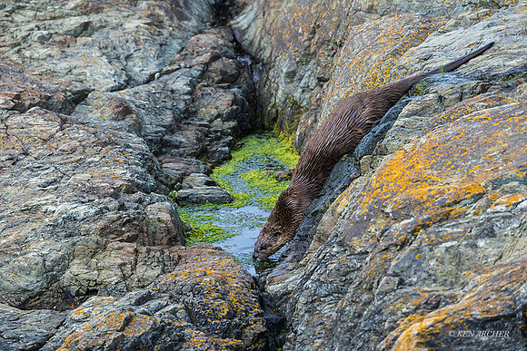 RO00989 - River Otter