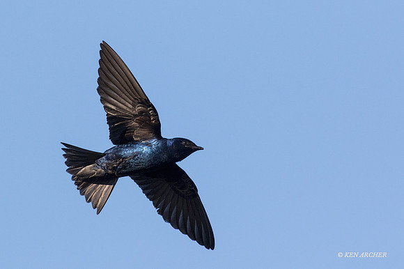 PNMT00048 - Purple Martin