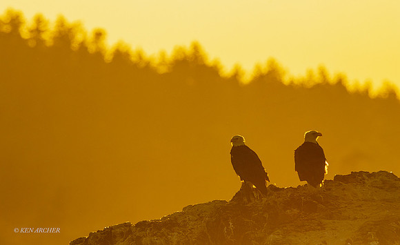BE18659 - Bald Eagle