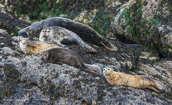 HBSL00273 - Habor Seal