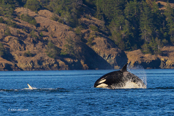 ORCA00731 _ Orca Whale