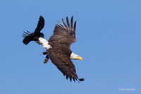 BE06911 - Bald Eagle