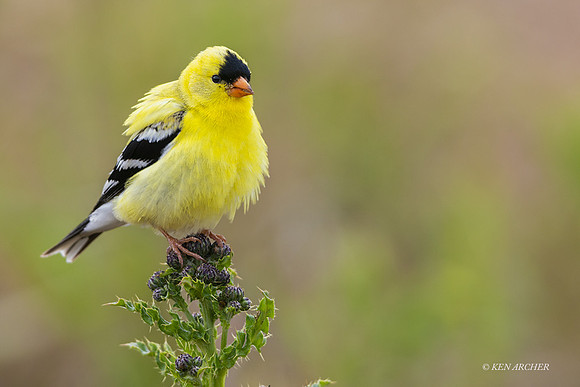 GDFH00378 - American Gold Finch