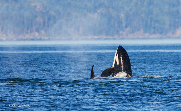 ORCA00556 - Orca Whale