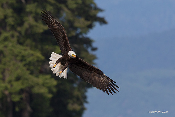 BE08648 - Bald Eagle