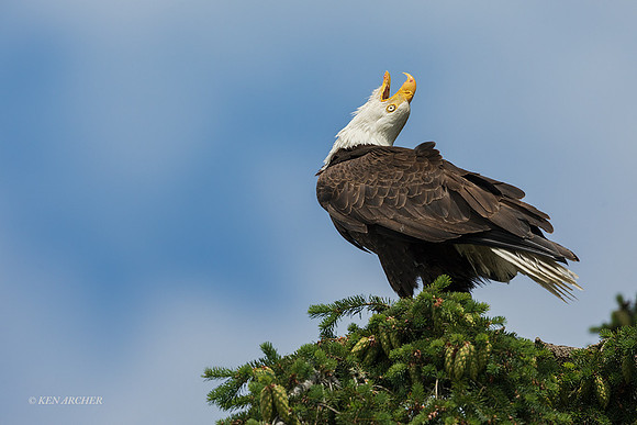 BE16896 - Bald Eagle