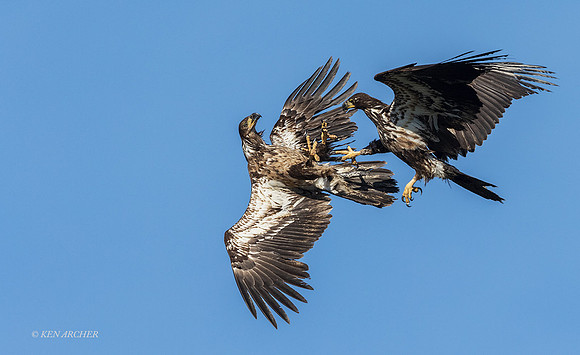 BE18023 - Bald Eagle