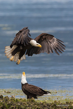 BE17820 - Bald Eagle