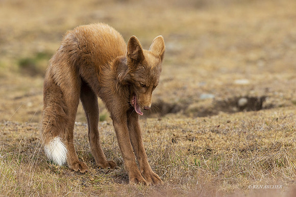 RF00712 - Red Fox