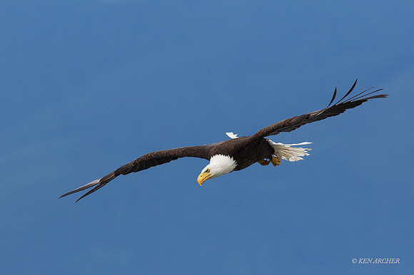 BE09403 - Bald Eagle