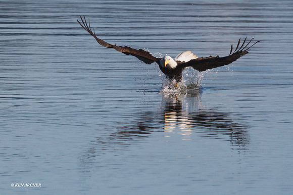 BE04231 Bald Eagle