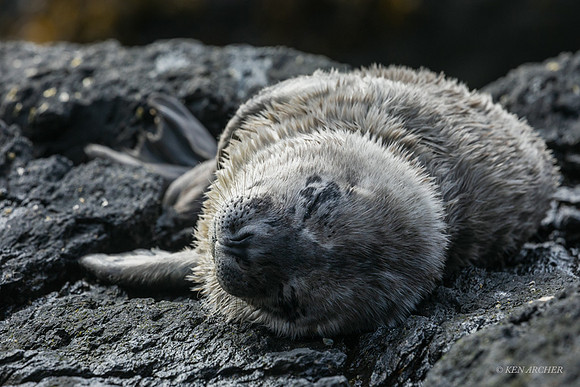 HBSL00276 - Habor Seal