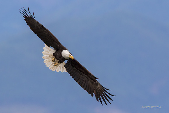 BE10035 - Bald Eagle