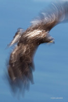BE07569 - Bald Eagle