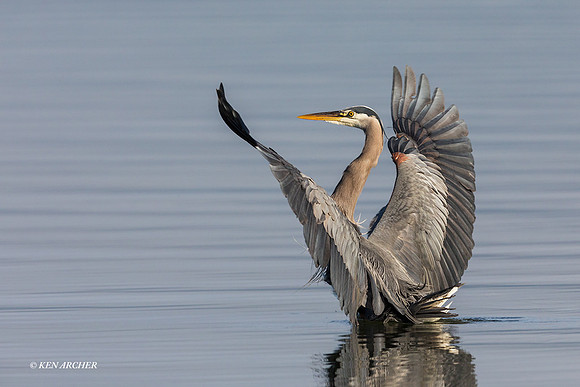 GHH01354 - Great Blue Heron