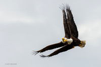 BE19920 - Bald Eagle