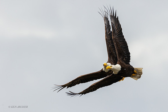 BE19920 - Bald Eagle