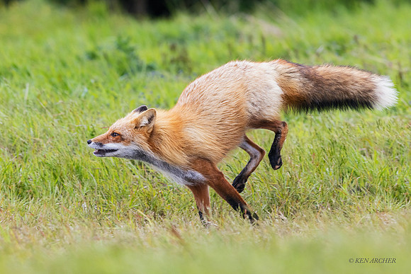 RF01089 - Red Fox