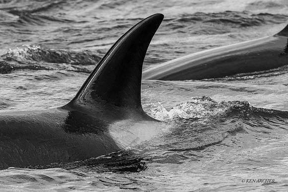 ORCA01199bw  - Orca Whale