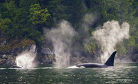 ORCA00861 - Orca Whale