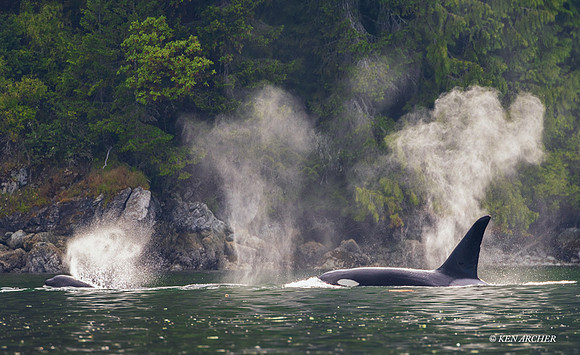 ORCA00861 - Orca Whale