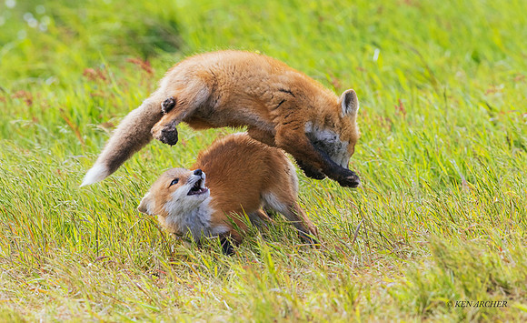 RF01857 - Red Fox