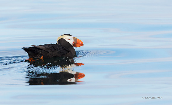 TDPN00065 - Tufted Puffin